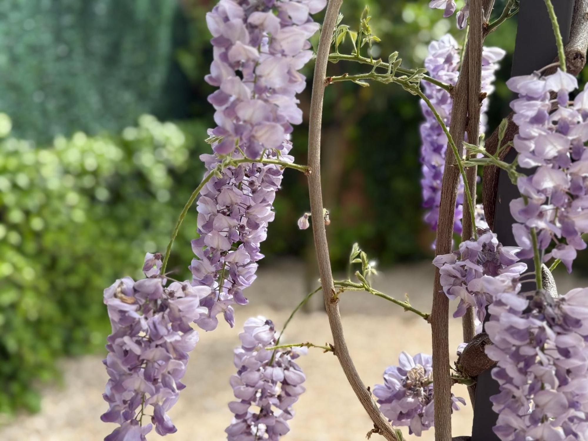 Bakea Apto Con Jardin Privado Bakio Dış mekan fotoğraf